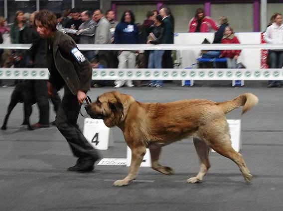 Rica Fre Su: Exc 1, CWC, Best female, CACIB - International Show, Katowice, Poland 17.03.2007
Keywords: 2007 fresu