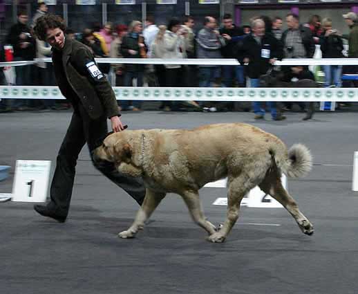 Sanson del Dharmapuri: Exc 1, CWC, Res.CACIB - International Show, Katowice, Poland 17.03.2007
Keywords: 2007 fresu