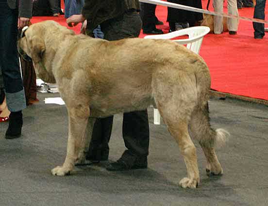 Sanson del Dharmapuri: Exc 1, CWC, Res.CACIB - International Show, Katowice, Poland 17.03.2007
Keywords: 2007 fresu