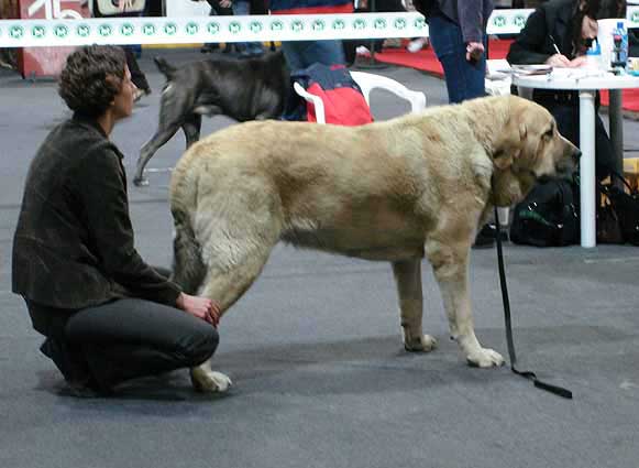 Sanson del Dharmapuri: Exc 1, CWC, Res.CACIB - International Show, Katowice, Poland 17.03.2007
Keywords: 2007 fresu