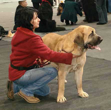 Amiga Zula Bis Mastibe: Exc 1, CWC, Res.CACIB - International Show, Katowice, Poland 17.03.2007
Keywords: 2007 calverota