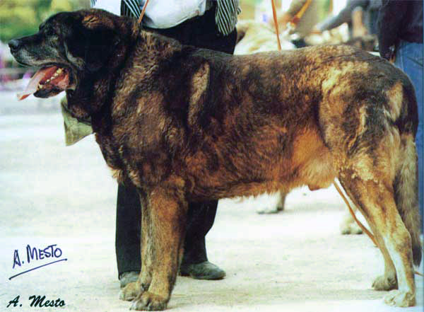 Kazán (Montejaeña) - from the 80th
KAZAN, campeón de España, imponente ejemplar de comienzos de los años ochenta, 
propiedad del criadero 'MONTEJAEÑA' 

La Revista del Perro 1993 - © Copyright - Carlos Salas, Spain  

Keywords: 1980