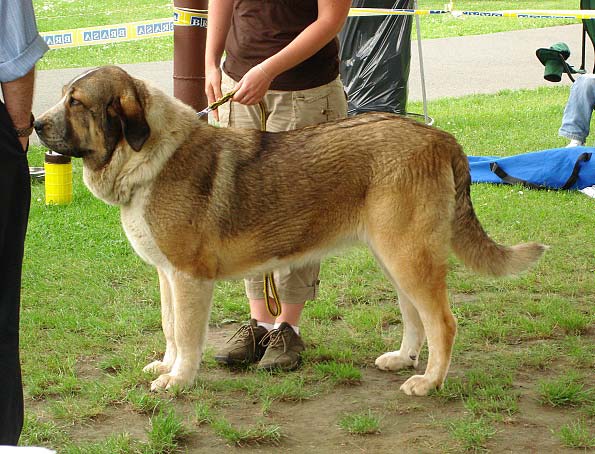 Abbigail z Polabskych Blat: very good 1 - Intermediate Class Females, Club Show of Moloss Club, Czech Republic, 17.05. 2008
Photo sent by Iva Jarova - ©
Keywords: 2008