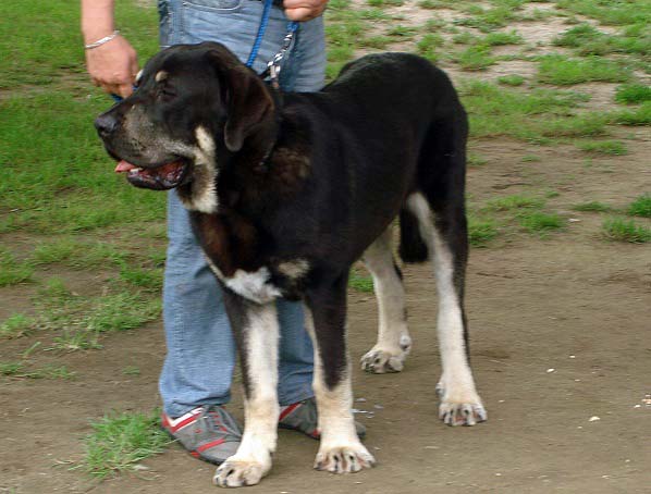 Rodo de Valdejera: very promising 1, Primus Puppy - Puppy Class Males, Club Show of Moloss Club, Czech Republic, 17.05. 2008
(Nistos de Valdejera x Vita de Valdejera) 
Photo sent by Iva Jarova - ©
Keywords: 2008 bubakova