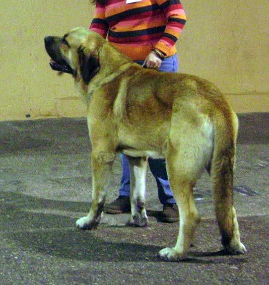 Kromagnon Tornado Erben: 1er EXC, CACS, CACIB - Intermediate Class Males, International Show Rouen, France - 01-02.12.2007
Keywords: 2007 kromagnon