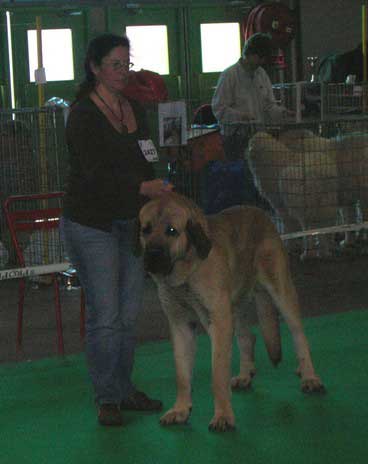 Kromagnon Tornado Erben:  EXC. 2, Young Class Males, Championnat de France - Montlucon 2007
Breeder: Lenka Erbenova
Owner: Chrystelle Quemener
Keywords: 2007 kromagnon