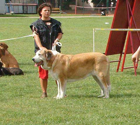 Adorno Ha-La-Mü - Exc. 2 - Veteran Class Females - Special Show of Moloss Club in Kromeriz, Czech Republic, 10-09-2005
(Leon IV de Monte Jaena x Alba pasecky kout)
Keywords: 2005 veteran veterano