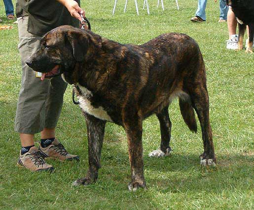 Andalucia Strazce snu - Exc.1, CAC - Open Class Females - Special Show of Moloss Club in Kromeriz, Czech Republic, 10-09-2005
Keywords: 2005