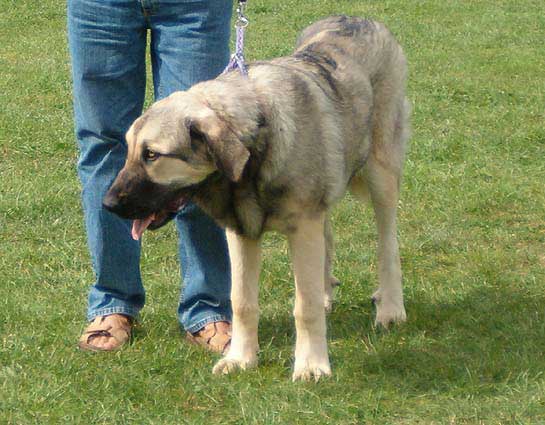 Face Tornado Erben - Very Promising 1, Primus Puppy - Puppy Class Females - Special Show of Moloss Club in Kromeriz, Czech Republic, 10-09-2005
Keywords: 2005