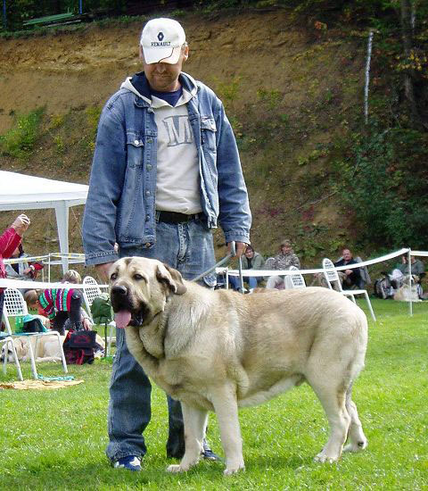 Hagrid Mastibe - Exc., Young Class Males, Special Show Moloss club CZ, Kromeriz 29.09.2007
(Druso de la Aljabara x Connie Mastibe)

Keywords: 2007 mastibe