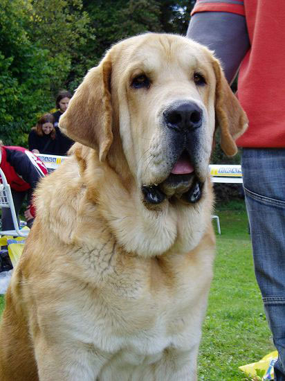 Jorgito Tornado Erben - Exc.1, CAC, Club Winner, Open Class Males, Special Show Moloss club CZ, Kromeriz 29.09.2007
(Druso de la Aljabara x Cassandra Tornado Erben)

Keywords: 2007 head portrait cabeza tornado