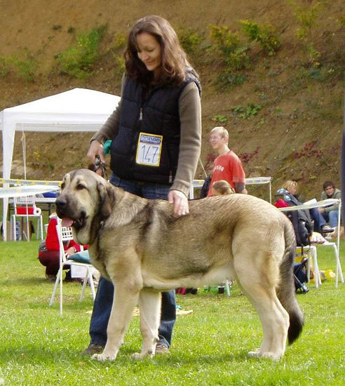 Luis Tornado Erben - Exc., Young Class Males, Special Show Moloss club CZ, Kromeriz 29.09.2007
(Basil Mastifland x Florita Maja Tornado Erben)

Keywords: 2007 tornado