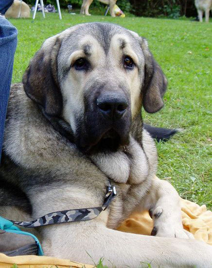 Luis Tornado Erben - Exc., Young Class Males, Special Show Moloss club CZ, Kromeriz 29.09.2007
(Basil Mastifland x Florita Maja Tornado Erben)
Keywords: 2007 tornado head portrait cabeza