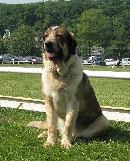 Abbigail z Polabskych Blat: very good 1 - Intermediate Class Females, Club Show of Moloss Club, Czech Republic, 17.05. 2008
(Sultan x Daren z Kraje Sokolu)

Photo sent by Lenka Erbenova - ©
Keywords: 2008