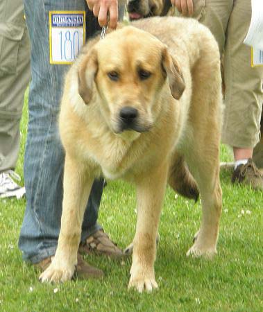 Beyla z Polabskych Blat: very good 4 - Young Class Females, Club Show of Moloss Club, Czech Republic, 17.05. 2008
(Sultan x Daren z Kraje Sokolu)

Photo sent by Lenka Erbenova - ©
Keywords: 2008