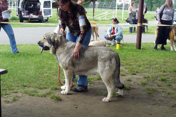 Linda Tornado Erben: exc 1, CAC, Club Winner - Open Class Females, Club Show of Moloss Club, Czech Republic, 17.05. 2008
(Basil Mastifland x Florita Maja Tornado Erben)

Photo sent by Lenka Erbenova - ©

Keywords: 2008 tornado