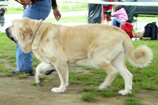 Lois Tornado Erben: exc 1, CAJC, Young Club Winner, BOB, BIS Junior - Young Class Females, Club Show of Moloss Club, Czech Republic, 17.05. 2008
(Basil Mastifland x Florita Maja Tornado Erben)

Photo sent by Lenka Erbenova - ©

Keywords: 2008 tornado