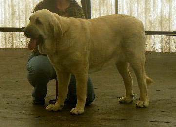 Lois Tornado Erben: exc 1, CAJC, Young Club Winner, BOB, BIS Junior - Young Class Females, Club Show of Moloss Club, Czech Republic, 17.05. 2008
(Basil Mastifland x Florita Maja Tornado Erben)

Photo sent by Lenka Erbenova - ©

Keywords: 2008 tornado