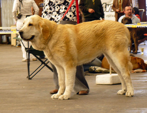 Queen of Hearts Tornado Erben: VG - Young Class Females, Club Show Moloss Club CZ, Mlada Boleslav 16.05.2009
Keywords: 2009 tornado