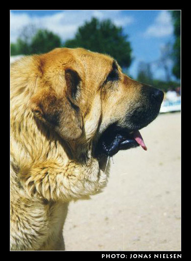 Hercules de las Cañadas - AEPME Monográfica Palencia 1999
Photo: Jonas Nielsen - © Copyright.  

Keywords: head portrait cabeza