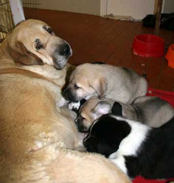 Fany de Fuente Mimbre and her puppies
Gonzales Del Dharmapuri and Fany de Fuentemimbre
Born: 18.10.2007 
Keywords: laska