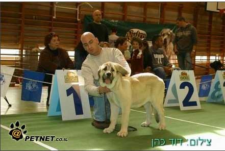 Laska del Dharmapuri - Very promising & 3rd place in BIS puppy, dog show Israel 2008
Keywords: 2008 laska