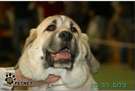 Laska del Dharmapuri - Very promising & 3rd place in BIS puppy, dog show Israel 2008
Keywords: 2008 laska