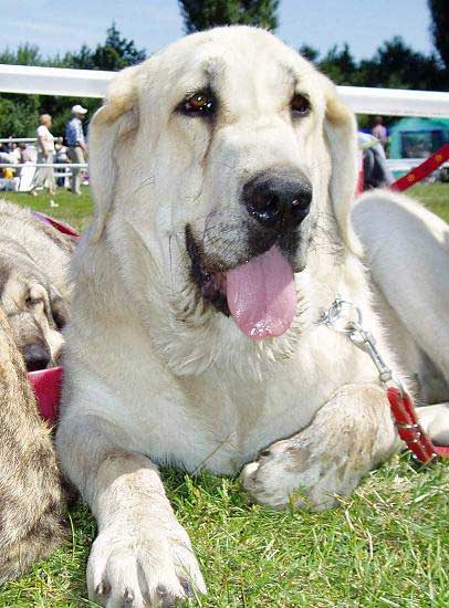 Evita Lu Dareva:  Young Winner - Young Class Females, National show Legnica, Poland 05.08.2007
(Druso de la Aljabara x Franchesca Mastibe)

Keywords: 2007 ludareva head portrait cabeza