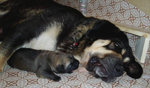 11 days old puppy with mother Ch. Cassandra Tornado Erben 
Keywords: tornado