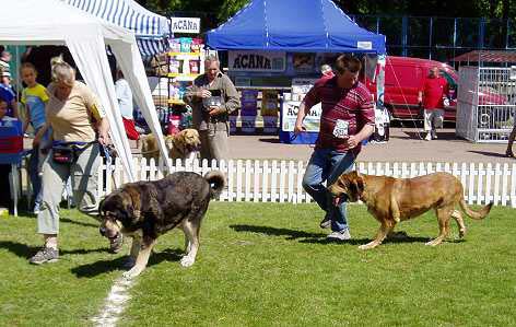 International Show, Leszno, Poland, 30.05. 2004
Keywords: 2004