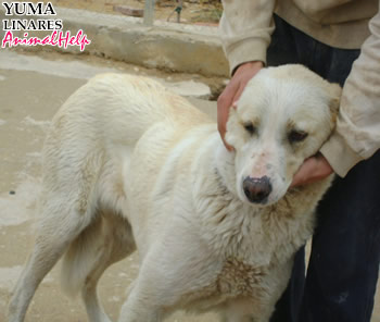 Adoption - YUMA
Desde  [url=http://www.animalhelp.es/elmastin.htm] Animalhelp [/url]
LINARES: * YUMA * mastina preciosa de tan solo 1 año, cariñosa y tímida, la dejaron en el albergue....
 Yuma: mastina de 1 año, color crema, cariñosa y tímida, nos la metieron dentro del albergue y aún no sabemos cómo...

WEB: [url=http://www.arconatura.es/] ARCONATURA [/url]
Contacto: 
tinaga@hotmail.es 
Telf.: 618 651 136 
 
 

Keywords: animalhelp