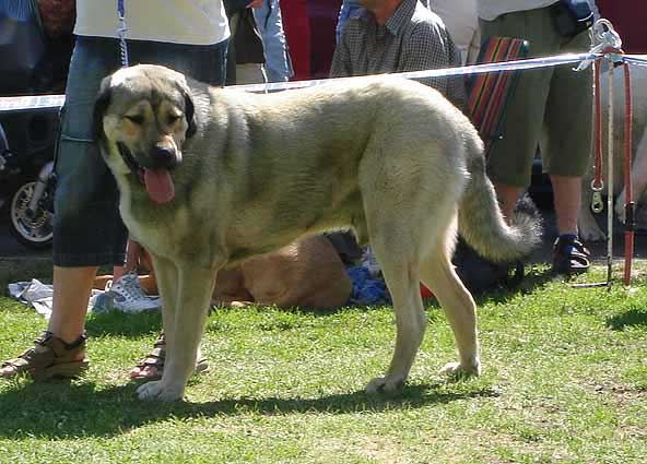 Arand Duero Temundzin: Exc.2 - Young Class Males, International Show Litomerice 20.05.2007
Keywords: 2007