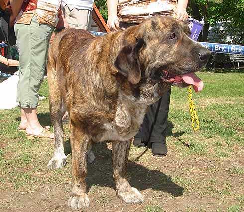 Daren z Kraje Sokolu: Exc.1 - Open Class Females, International Show Litomerice 20.05.2007
Keywords: 2007 sokol