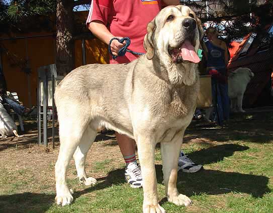 Freon z Kraje Sokolu: VG 3 - Young Class Males, International Show Litomerice 20.05.2007
Keywords: 2007 sokol