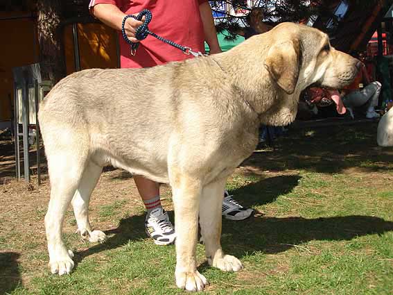 Freon z Kraje Sokolu: VG 3 - Young Class Males, International Show Litomerice 20.05.2007
Keywords: 2007 sokol