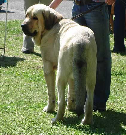 Ramonet: Exc.1, CAJC - Young Class Males, International Show Litomerice 20.05.2007
Keywords: 2007 tornado confundo