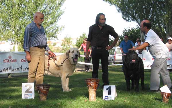 2º Llanero de Ablanera & 1º Carbonero de Fuentemimbre - Intermediate Class Males - AEPME Monográfica, Valencia de Don Juan, León, 18.09.2004
Llanero de Ablanera: (Ch. Cañon de Fuentemimbre x Nena de Ablanera)
Breeder & owner: Angel Fernández

Carbonero de Fuentemimbre: (Ch. Nalón de Ablanera x Gorga de Fuentemimbre) 
Breeder & owner: Francisco Torrijos 
 

Keywords: 2004