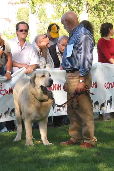 Llanero de Ablanera - Intermediate Class Males - AEPME Monográfica, Valencia de Don Juan, León, 18.09.2004
(Ch. Cañon de Fuentemimbre x Nena de Ablanera)
Breeder & owner: Angel Fernández  

Keywords: 2004 ablanera