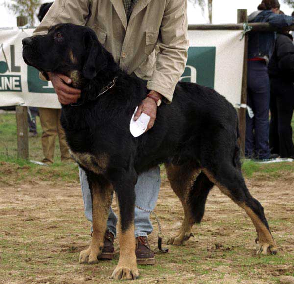 Lobero del Coto de Vera, Exc. 4 - Intermediate Class Males - XXI Monográfica AEPME 2001
(Tigre del Coto de Vera x Zarpa del Coto de Vera)
Born: 05.12.1999
Breeder & ovner: José Mª Marzal Pacheco


 

Keywords: 2001 cotovera