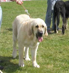 Lois Tornado Erben: EXC 1, CAC, National Winner, BOB - Intermediate Class Females, National Show Mlada Boleslav 20.07.2008
(Basil Mastifland x Florita Maja Tornado Erben)

Photo sent by Lenka Erbenova - © Copyright  

Keywords: 2008 tornado