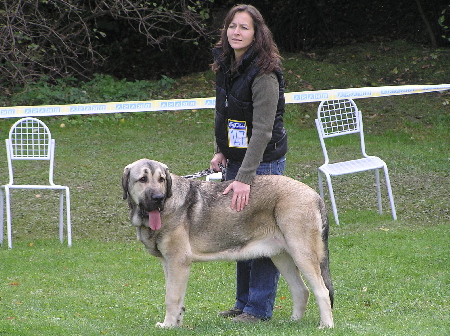 Luis Tornado Erben - Exc., Young Class Males, Special Show Moloss club CZ, Kromeriz 29.09.2007
(Basil Mastifland x Florita Maja Tornado Erben)
Keywords: 2007 tornado