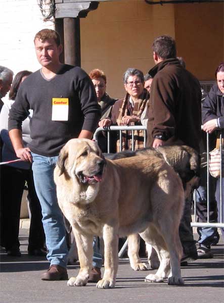 Open Class Males - Mansilla de las Mulas, Leon, 07.11. 2004
Keywords: 2004