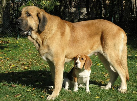 Cyrano Tornado Erben and beagle Meggy
Couple!
