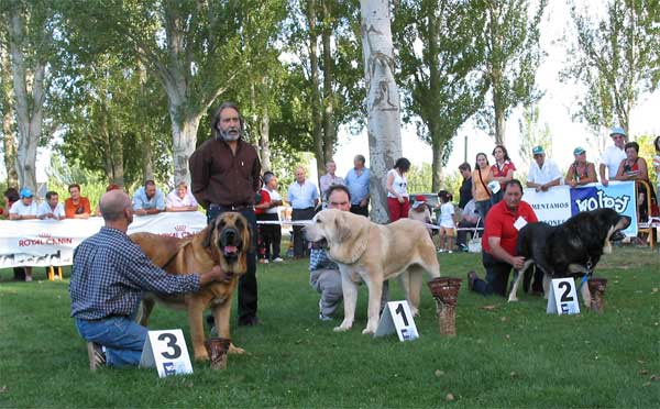 3º. Emperador de Hazas de Cesto, 1º Tajo de la Peña Mora, 2º Truman II de Cueto Negro - Open Class Males - AEPME Monográfica, Valencia de Don Juan, León, 18.09.2004
Emperador de Hazas de Cesto: (Laro de Trashumancia x Akia) Breeder & owner: José Fernando Uslé
Tajo de la Peña Mora: (Ch. Cañon de Fuente Mimbre x Jara de Ablanera) Breeder: Javier Mora, owner: Eduardo Sierra
Truman II De Cueto Negro: Ch. Truman x Triana III de Babia) Breeder & owner: Agustín Fernández  

Keywords: 2004