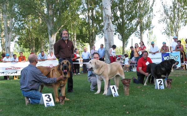 3º. Emperador de Hazas de Cesto, 1º Tajo de la Peña Mora, 2º Truman II de Cueto Negro - Open Class Males - AEPME Monográfica, Valencia de Don Juan, León, 18.09.2004
Emperador de Hazas de Cesto: (Laro de Trashumancia x Akia) Breeder & owner: José Fernando Uslé
Tajo de la Peña Mora: (Ch. Cañon de Fuente Mimbre x Jara de Ablanera) Breeder: Javier Mora, owner: Eduardo Sierra
Truman II De Cueto Negro: Ch. Truman x Triana III de Babia) Breeder & owner: Agustín Fernández  

Keywords: 2004