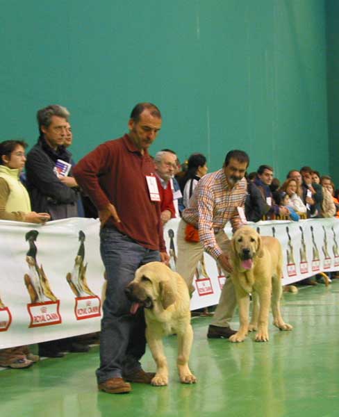 Curro de Fieranoble, Promising 3 - Iker, Promising 4 - Puppy Class Males - XXV Monográfica AEPME 30.10.2005
Curro: (Rodrigo de Babia x Alma de Fieranoble) Born: 26.03.2005 - Breeder & owner: Juan Luis Ortega Martínez
Iker: (Ch. Cañon de Fuente Mimbre x Seda de Cueto Negro) - Born: 01.04.2005 - Breeder: Ramón Sampedro, owner: Francisco Díaz Cueva  

Keywords: 2005 puppyspain puppy cachorro