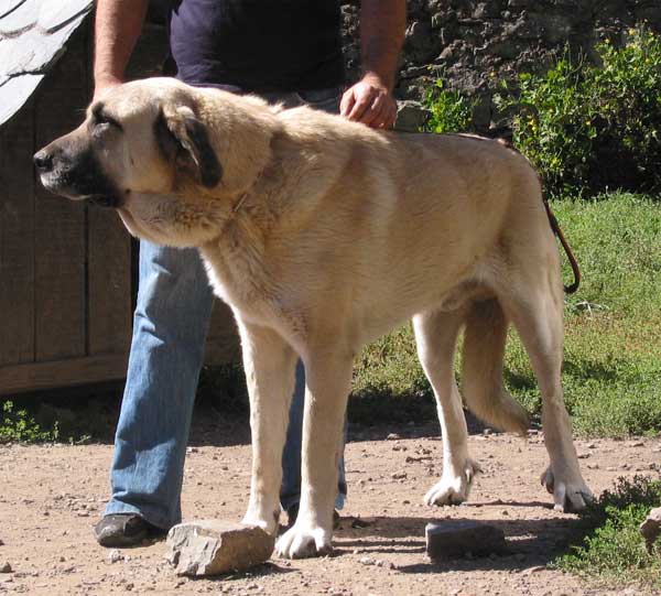 Young mastín male from Angel Fidalgo - September 2004
Keywords: tsaciana