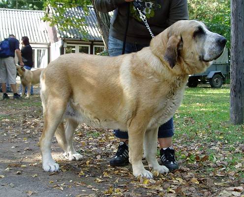 Adela Bolero - Dudo - Exc. 1, CAC, Club Winner, BOB, Club Show of Columella Molosser Club Hungary 23.09.2006
(Arak z Kraje sokolu x Birget Espanol Arcita)

Keywords: 2006