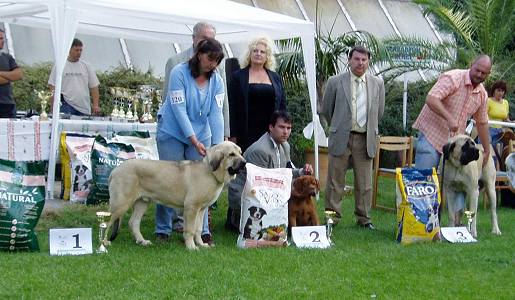 Ramonet - Very promising 1, BIS BABY/PUPPY , Club Show of Columella Molosser Club Hungary 23.09.2006
(Ron de Babia x Trufa de Trashumancia)

Breeder: Baltasar Redondo Redondo, owner: Lenka Erbenova
Keywords: 2006