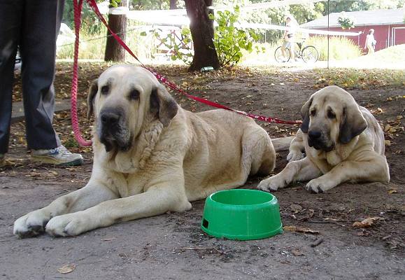 Soto de Trashumancia & Ramonet, Club Show of Columella Molosser Club Hungary 23.09.2006
Soto: Exc. 1, CAC, Veteran Club Winner 2006, res. BIS VETERAN
(Florencio de Trashumancia x Vela de Trashumancia)

Ramonet: Very promising 1, BIS BABY/PUPPY 
(Ron de Babia x Trufa de Trashumancia)
Keywords: 2006 tornado